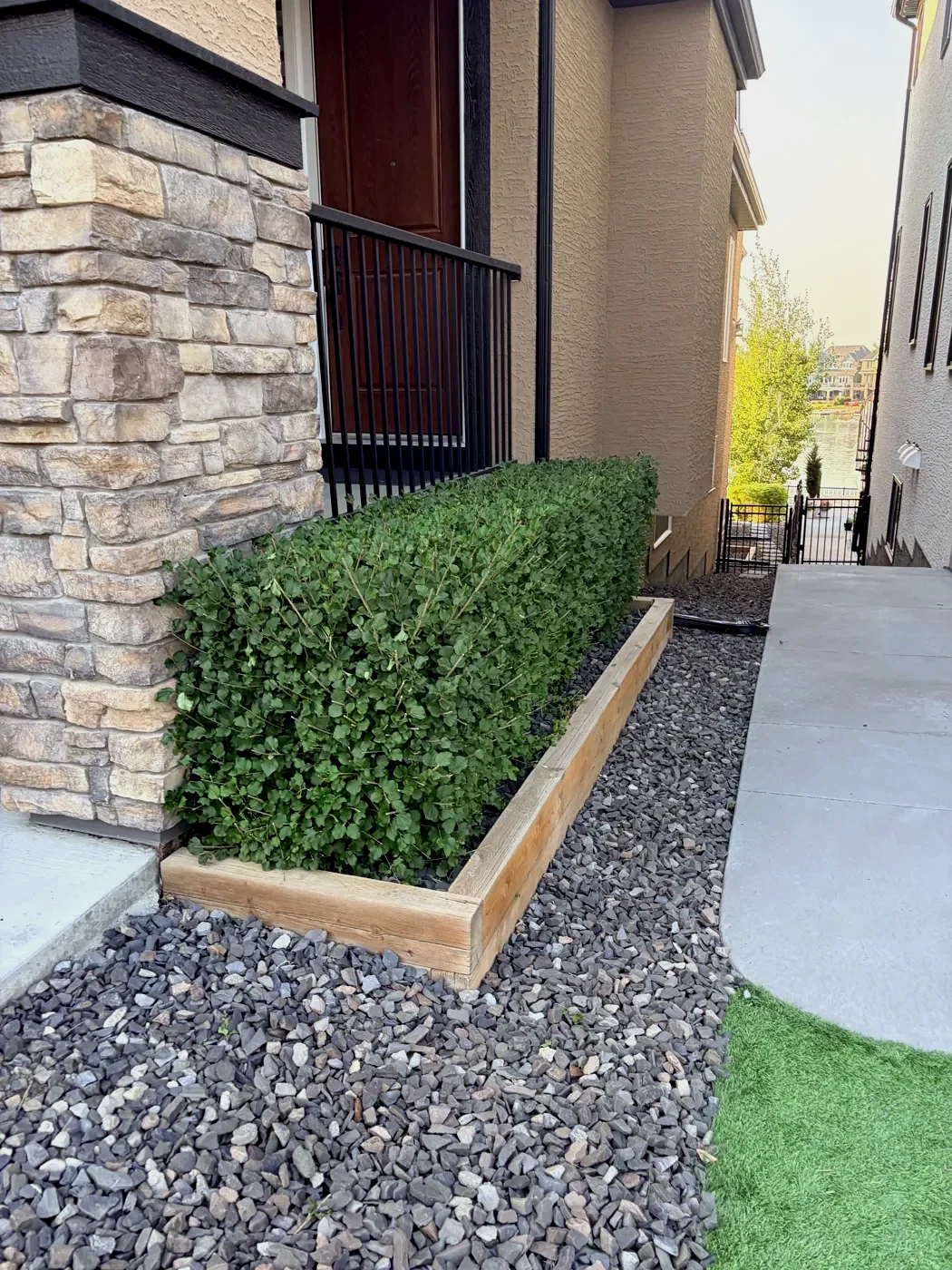 Finished hedge after shaping and cleanup by Edge Property Services