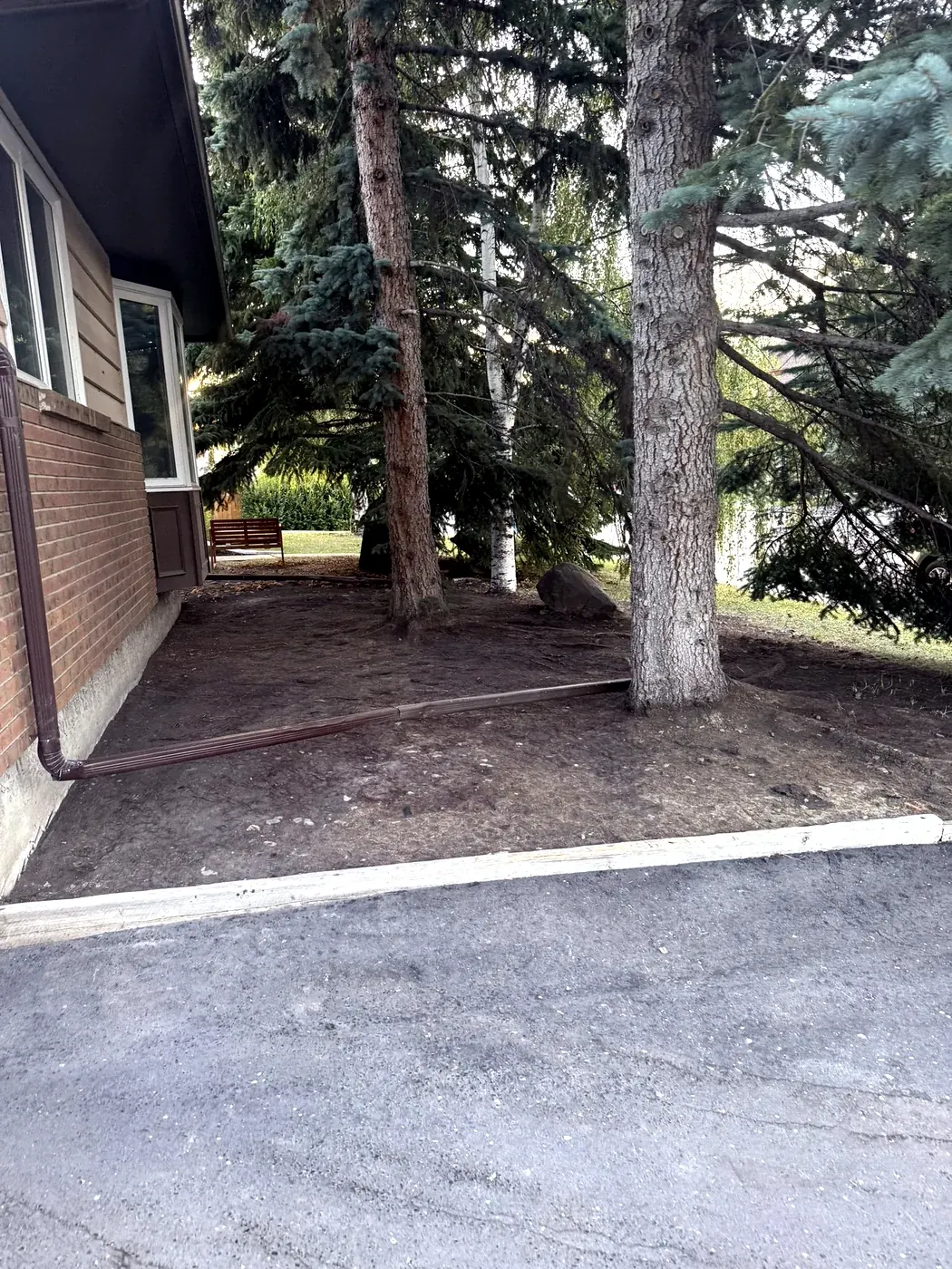 Cleaned and refreshed landscape bed around mature spruce trees