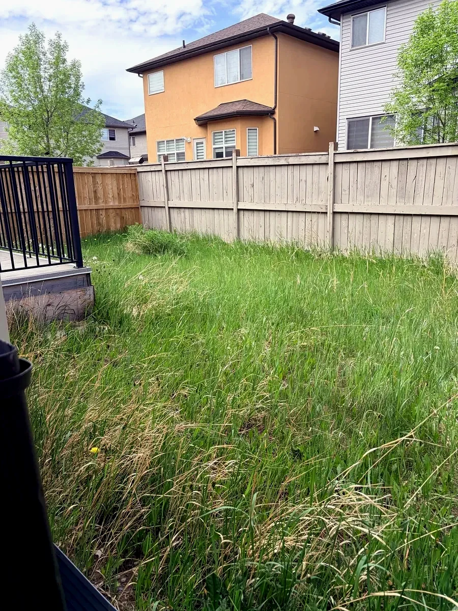 Overgrown backyard before service; Calgary