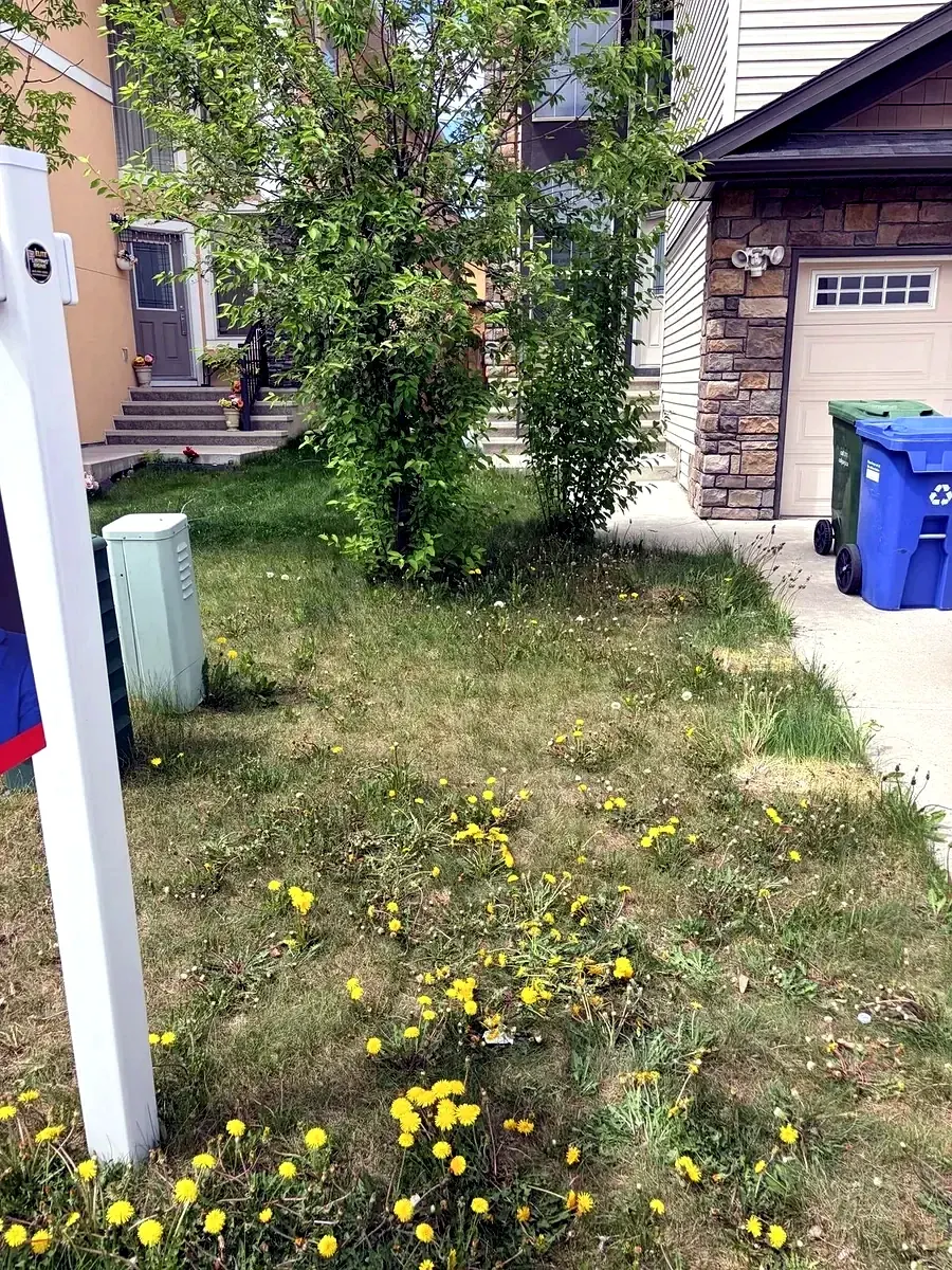 Front yard with weeds and dandelions before service; Calgary