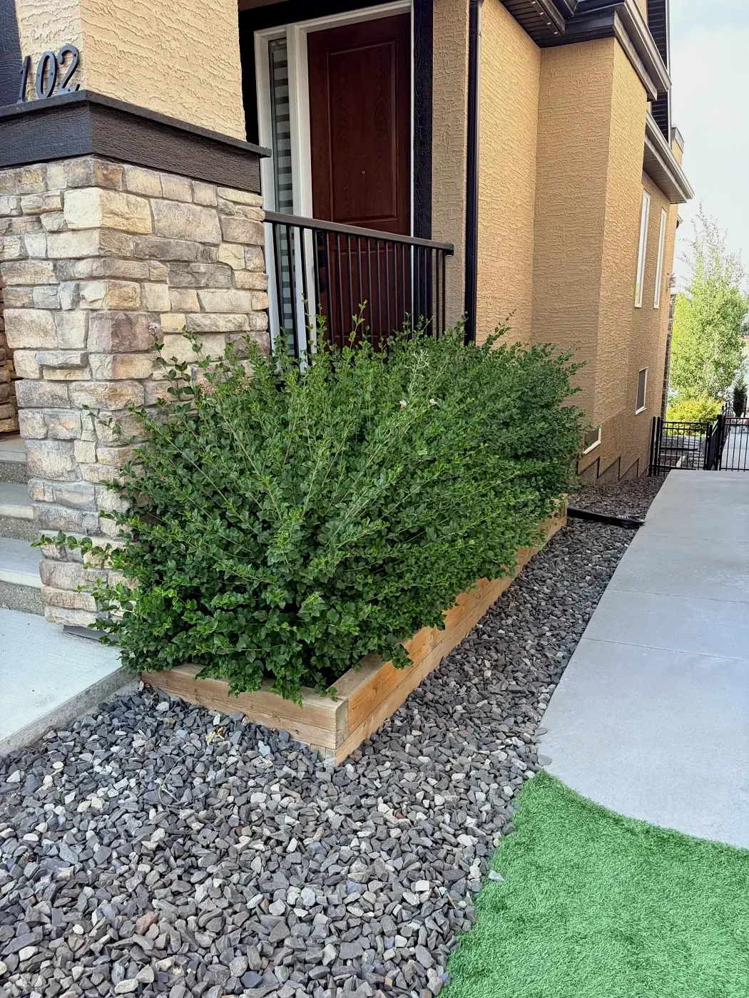 Overgrown, shapeless hedge before trimming; Calgary