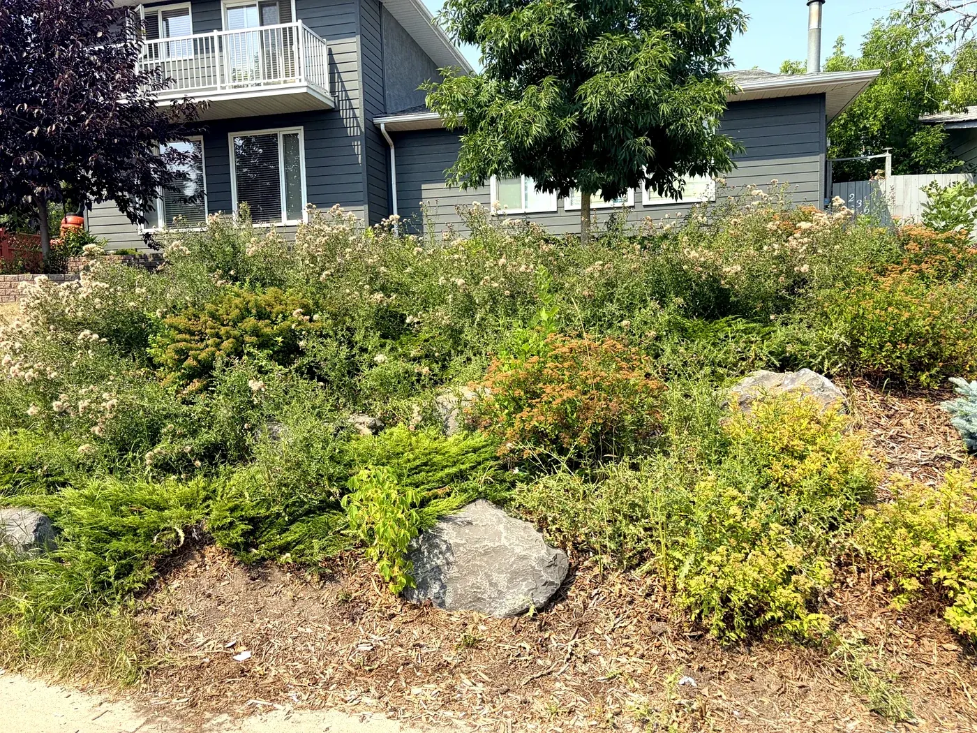 Hillside rockery overtaken by thistle and weeds; before