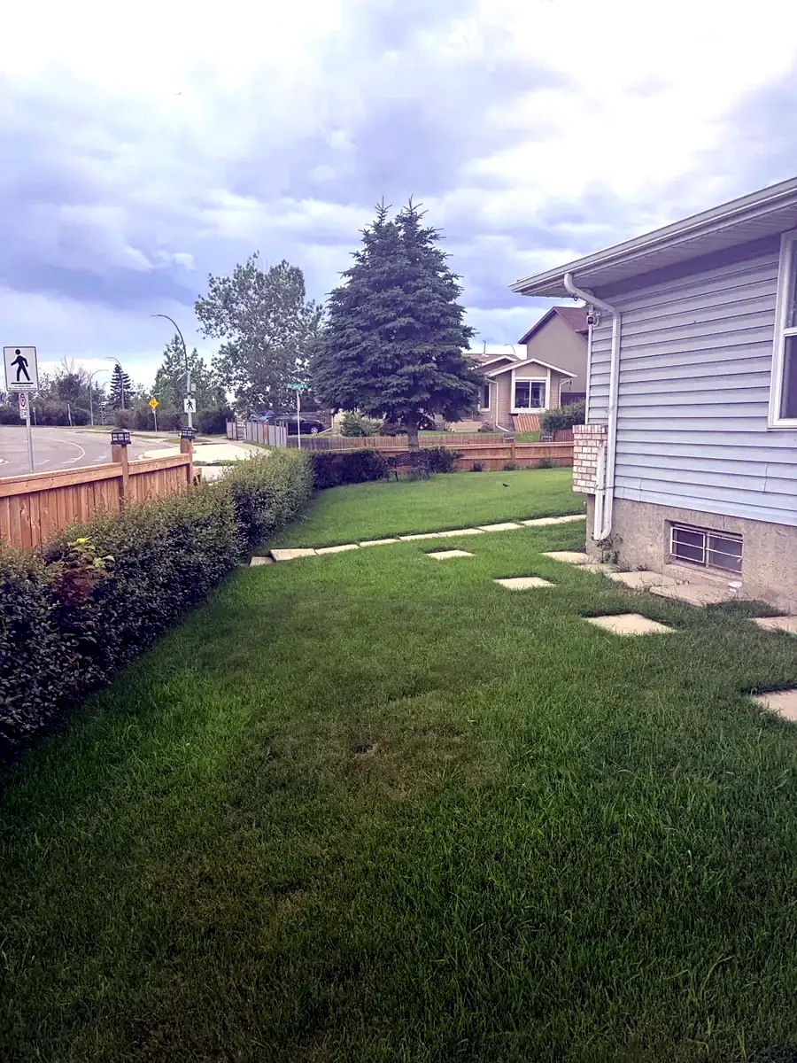 Front lawn before mowing, longer grass; Calgary