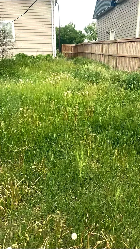 Overgrown backyard before service