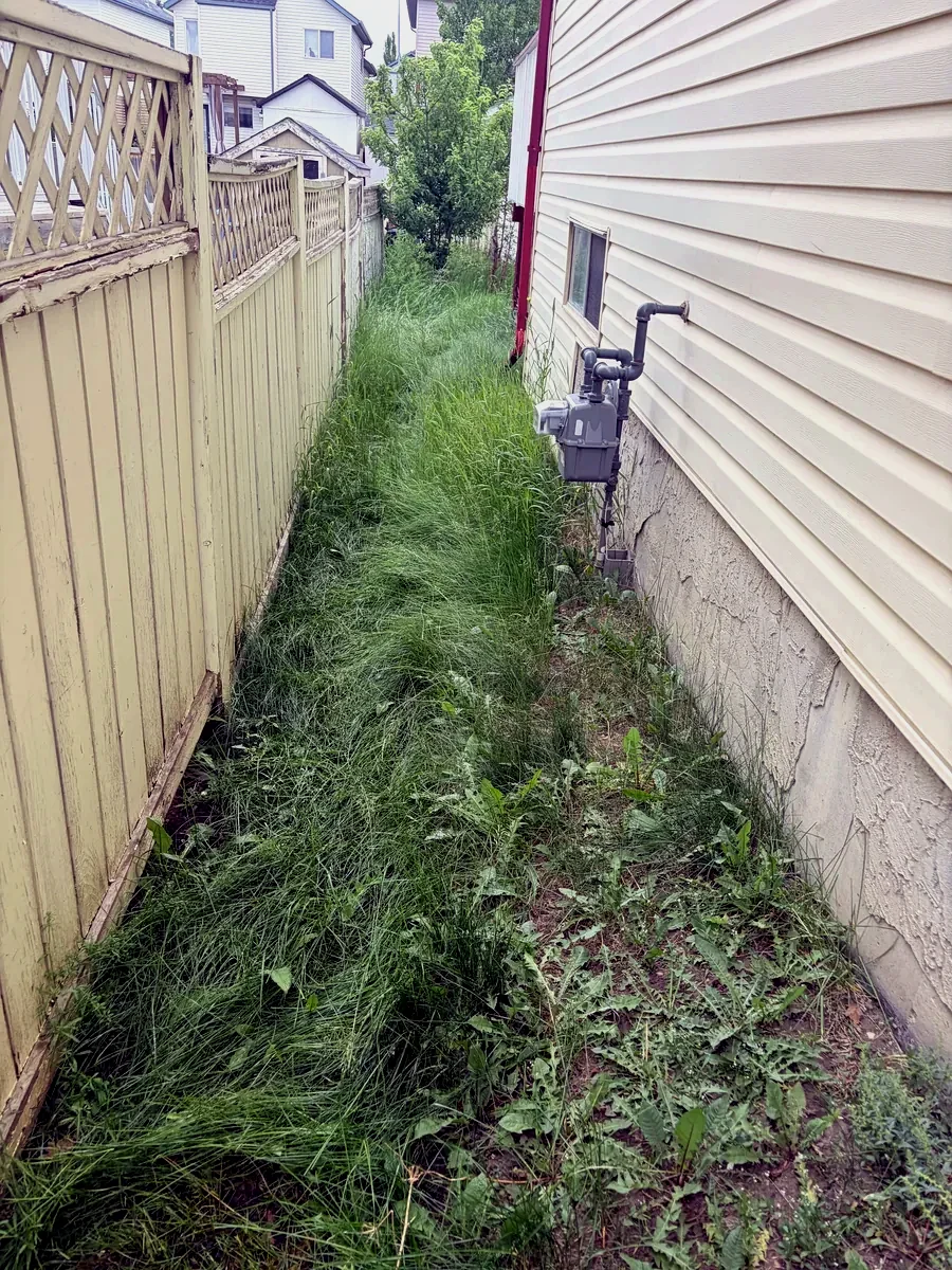 Overgrown side yard with knee-high grass before service; Calgary
