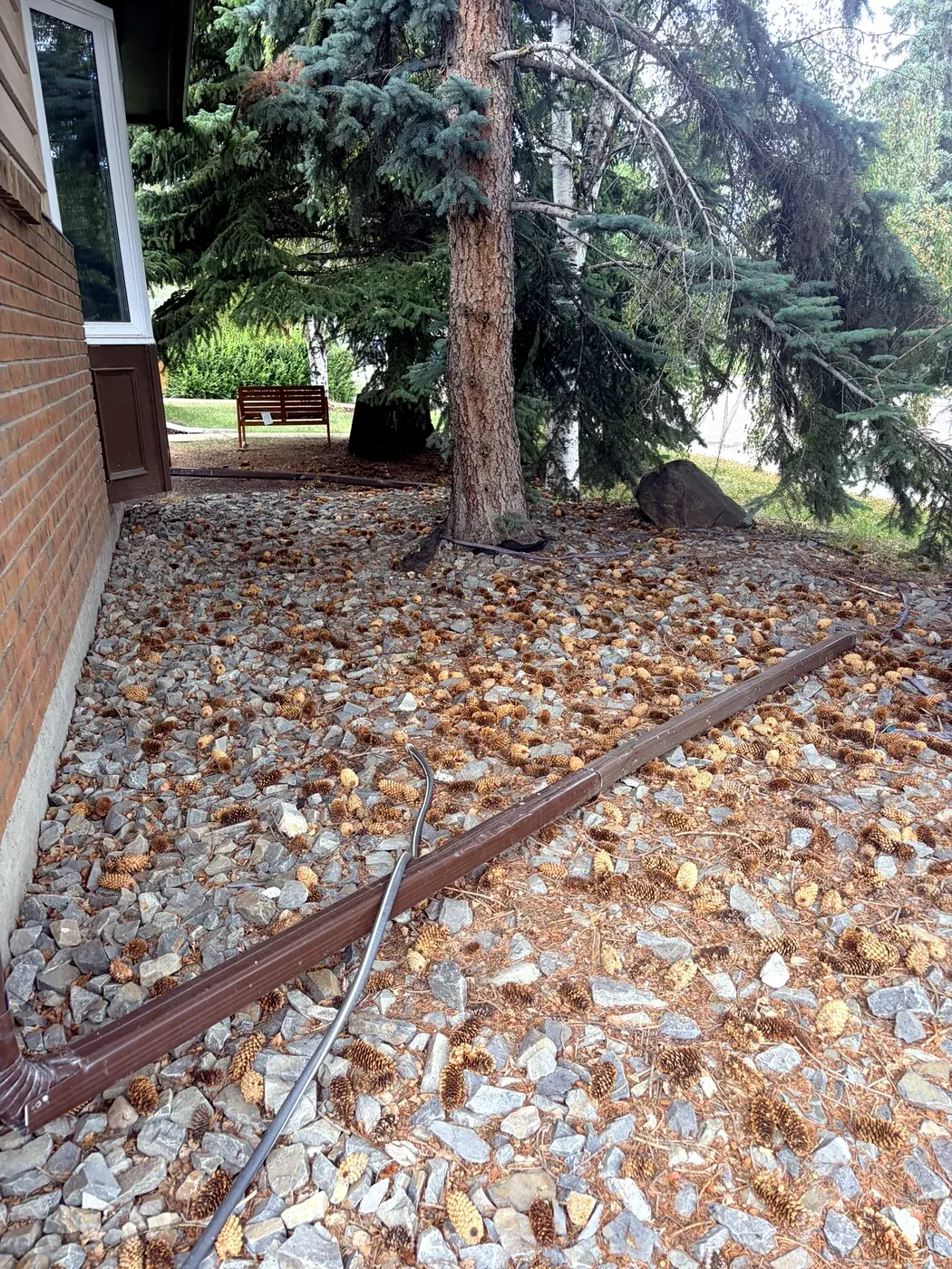 Old rock and debris filling a foundation bed under mature spruces; before clearing, Calgary