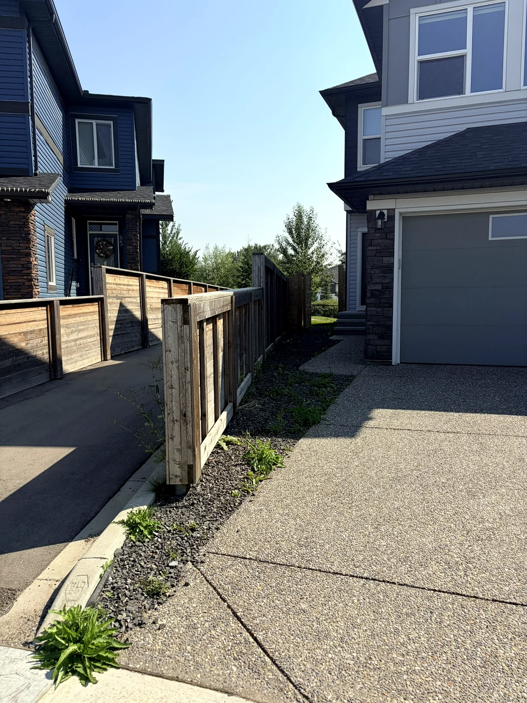 Thistles and dandelions growing through the rock strip along a fence line; before weeding, Calgary