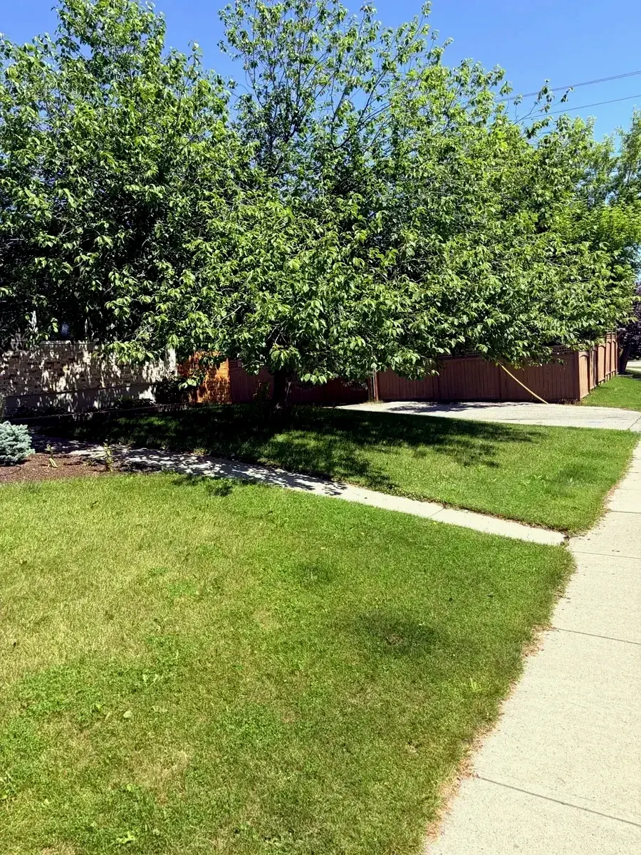 Calgary front yard tree with low branches before pruning and edging