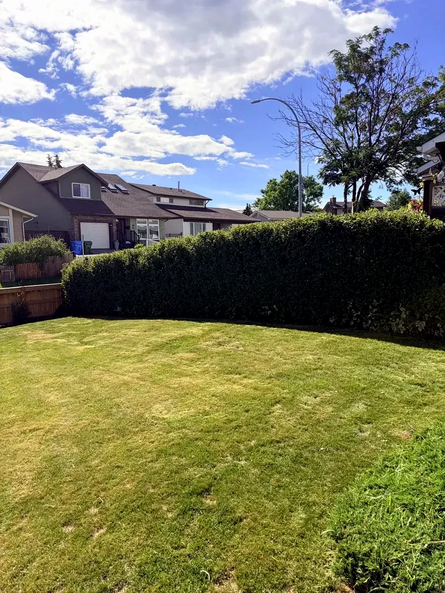 Neatly trimmed square hedge along a Calgary backyard by Edge Property Services