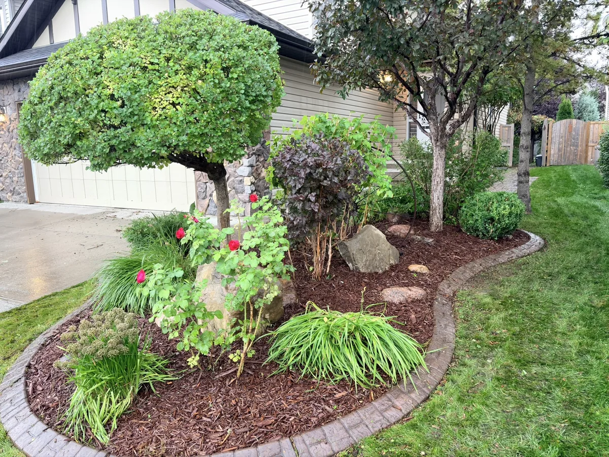 Finished curved garden bed with fresh brown mulch, shaped ornamental trees, shrubs, roses and decorative boulders