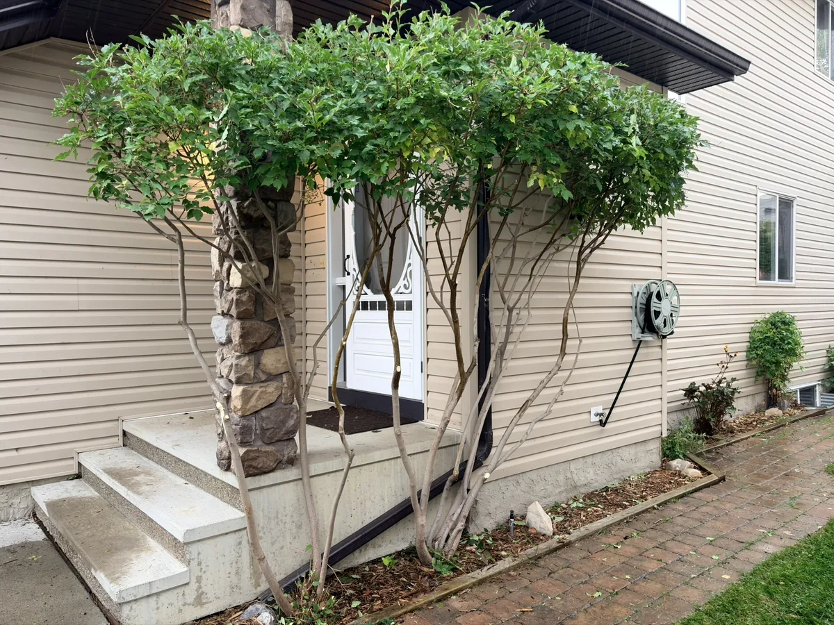 Multi-stem ornamental tree re-pruned and shaped during a Calgary garden-bed refresh